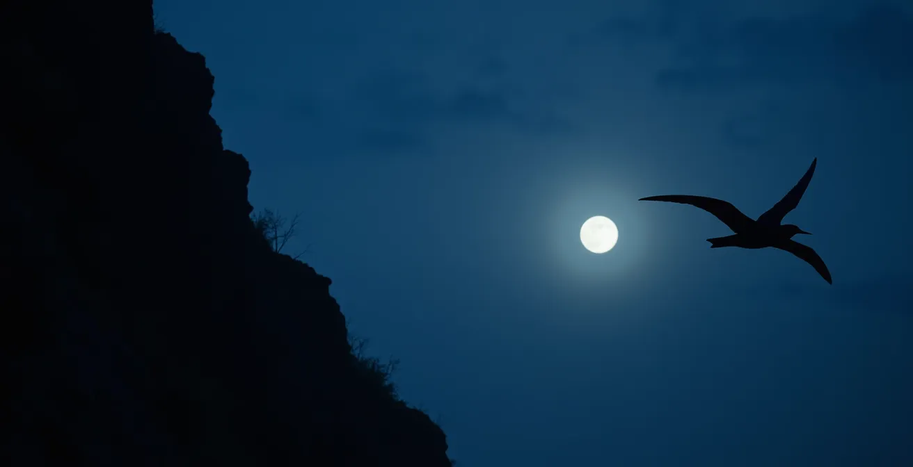 Pétrel de Barau en vol nocturne au-dessus des remparts volcaniques de La Réunion